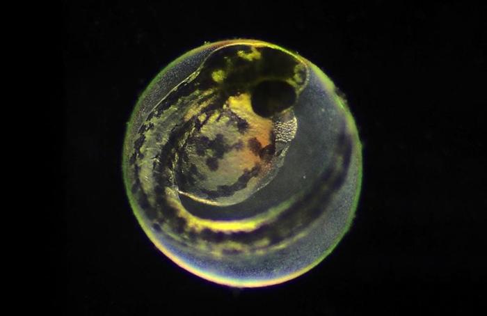 Zebrafish-Embryo-Close-777x505-1.jpg