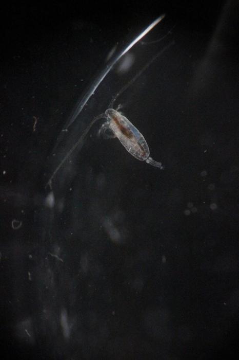 Zooplankton Con Cibo nello Stomaco