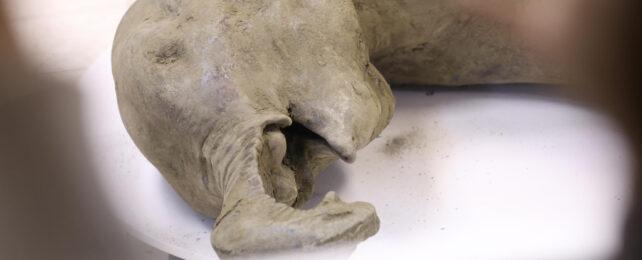 baby_mammoth_mummy_header-642x260-1.jpg