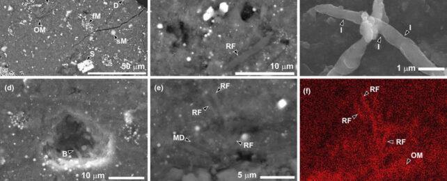 Immagini di Batteri microscopici sul Campione di Asteroide