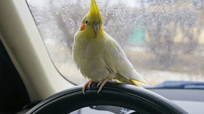 Un uccello in macchina.