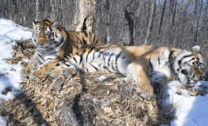 Dopo tre anni, Boris aveva viaggiato per più di 200 km in linea retta per riunirsi con Svetlaya (entrambi ritratti qui dopo il riunione). Entro un anno e mezzo, Svetlaya ha dato alla luce la sua prima cucciolata.