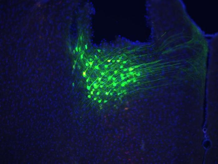 Neuroni dACC nel cervello del topo