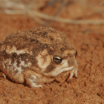 La Rana della Pioggia del Deserto: Un Anfibio Unico nell’Arido Habitat Sudafricano