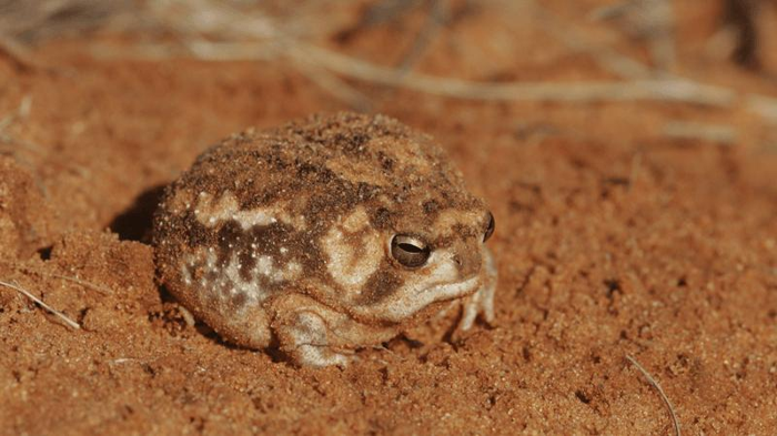 una rana della pioggia nel deserto nella sabbia nel deserto