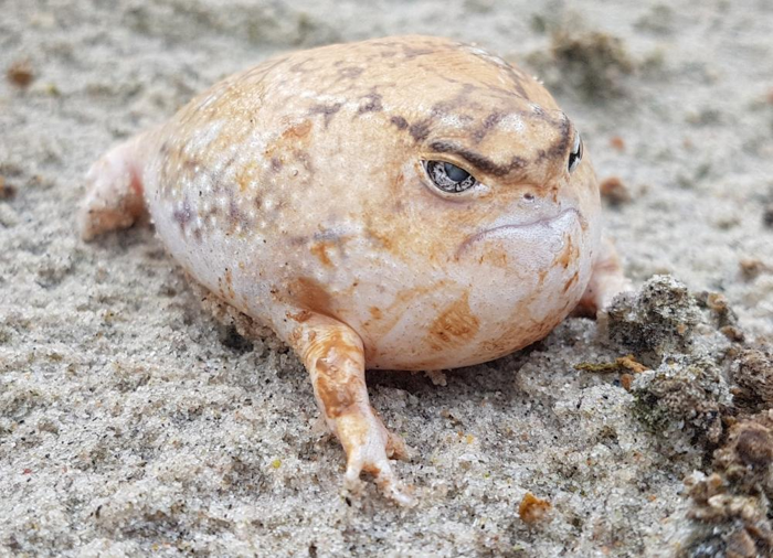 una rana della pioggia nel deserto gonfia, è minacciata e cerca di sembrare grande