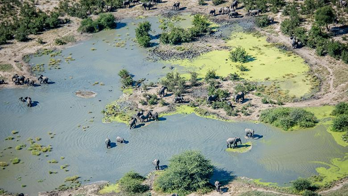 Elefanti in un pozzo d'acqua in Botswana