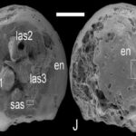 Embrioni fossili trovati in Cina rivelano informazioni sulla vita di milioni di anni fa