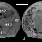 La straordinaria scoperta degli embrioni fossilizzati: un viaggio nel passato remoto della vita sulla Terra