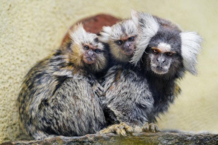 Scimmia marmoset che porta gemelli