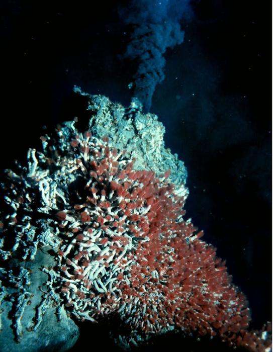 An underwater mount covered in worms and lobsters, releasing a plume of black smoke.