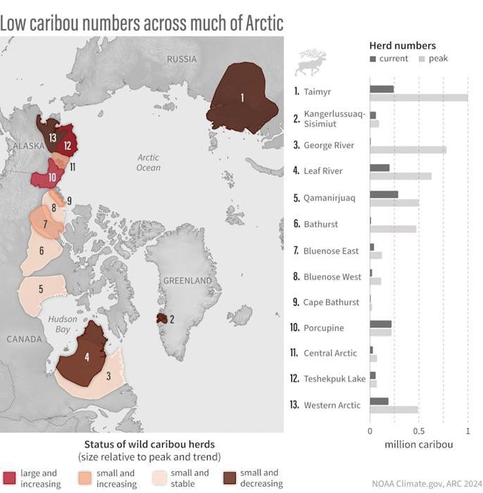 Una mappa mostra dove le mandrie di caribù artici sono diminuite di dimensioni, in particolare nel nord del Canada, in Russia e in alcune parti dell'Alaska.