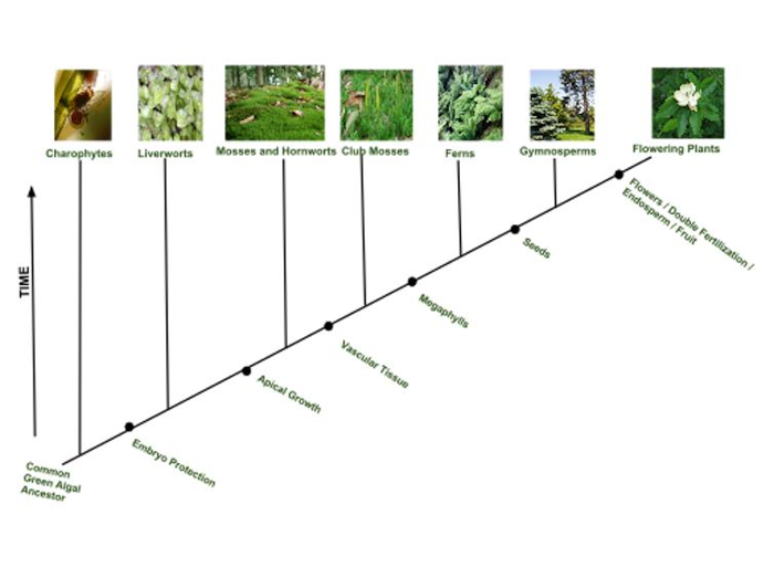 Una serie di foto mostra piante che evolvono da forme semplici a complesse.