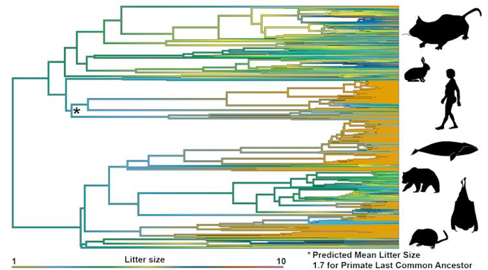 Albero genealogico che mostra la dimensione della cucciolata nei mammiferi