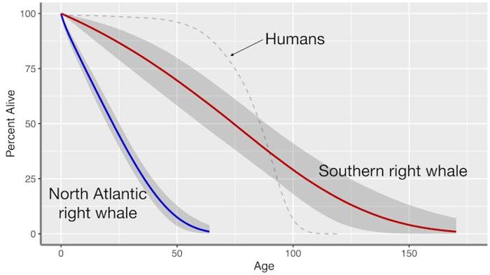 grafico che illustra la proporzione di individui di due specie di balene che sono vivi a varie età, con linea di confronto per le persone