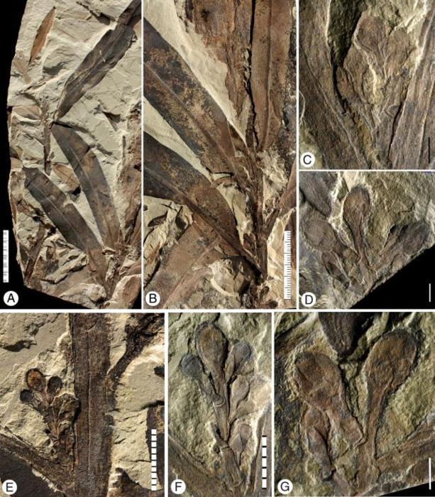 Il Fossile della misteriosa 'Pianta Aliena' è ancora più strano di quanto pensassimo fosse