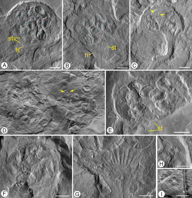 Il Fossile della misteriosa 'Pianta Aliena' è ancora più strano di quanto pensassimo fosse