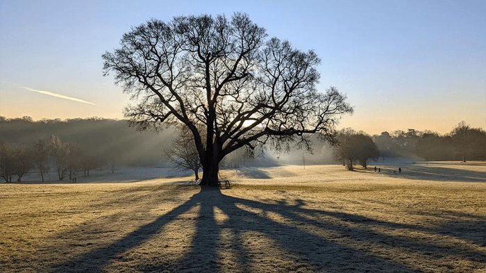 Un grande albero in una mattina gelida.