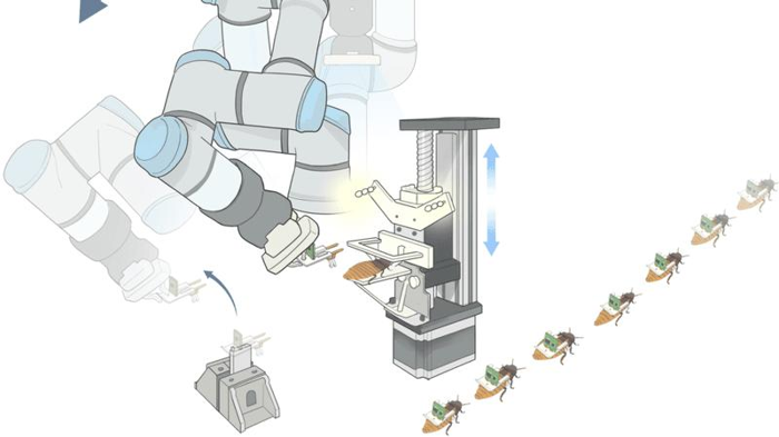 un diagramma che mostra scarafaggi che vengono dotati di zaini elettrici tramite un braccio robotico