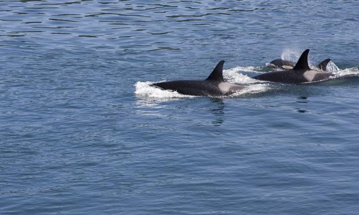 Orche assassine nuotano nel mare della Columbia Britannica.