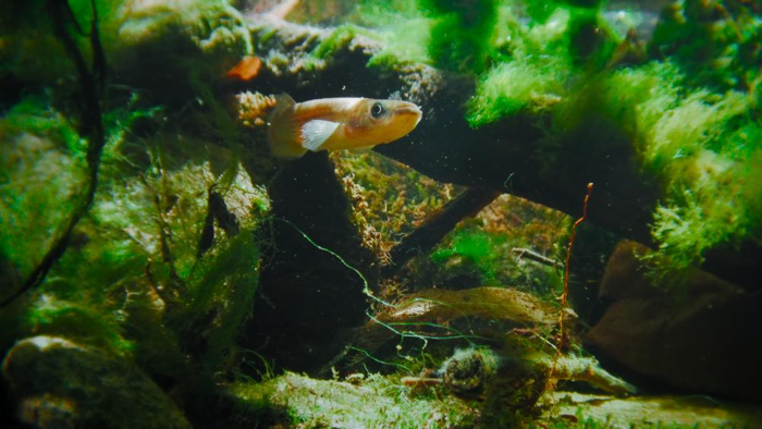 un killifish in acqua circondato da piante verdi muschiose