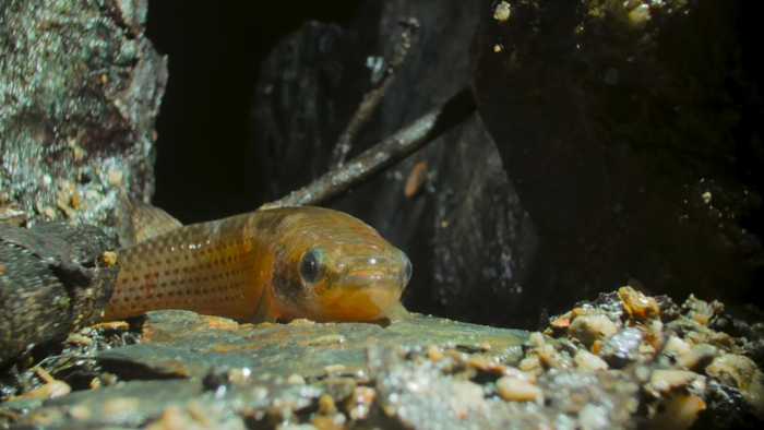 un killifish sulla terra che usa la sua coda per respirare