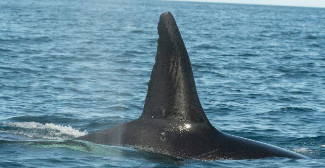 Le orche hanno sviluppato tecniche per cacciare i pesci più grandi nell'oceano