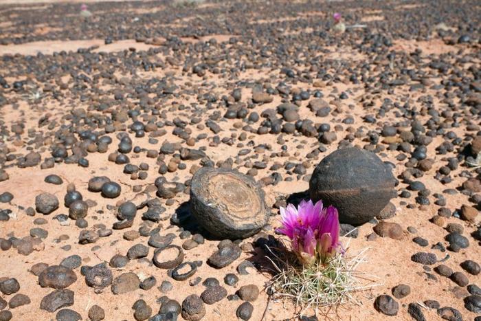 Una scena che mostra le Moqui marbles dello Utah, una roccia sferica e una divisa a metà per mostrare le concrezioni di ossido di ferro rosso in cerchi concentrici all'interno.