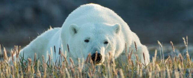 polar_bear_resting-642x260-1.jpg