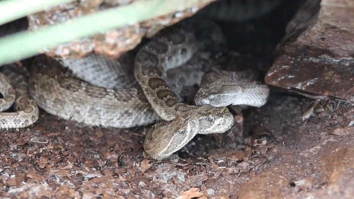 Due serpenti a sonagli bevono acqua dalla testa di un terzo serpente a sonagli. Tutti sono grigi e marroni con disegni sulle loro squame e tutti si trovano sotto un piccolo sbalzo roccioso.