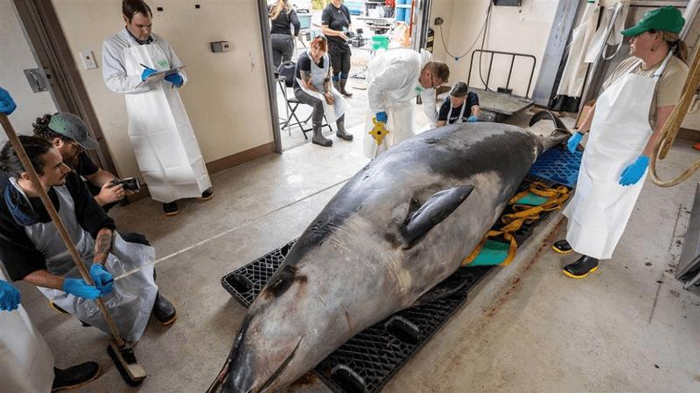 una grande balena grigia chiara e grigia scura con uno spade tooth su un carrello circondata da persone pronte a eseguire una dissezione