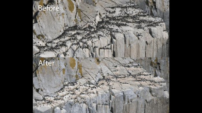 una foto che mostra molti murres prima dell'evento devastante causato dal blob, ora le stesse scogliere sono molto vuote