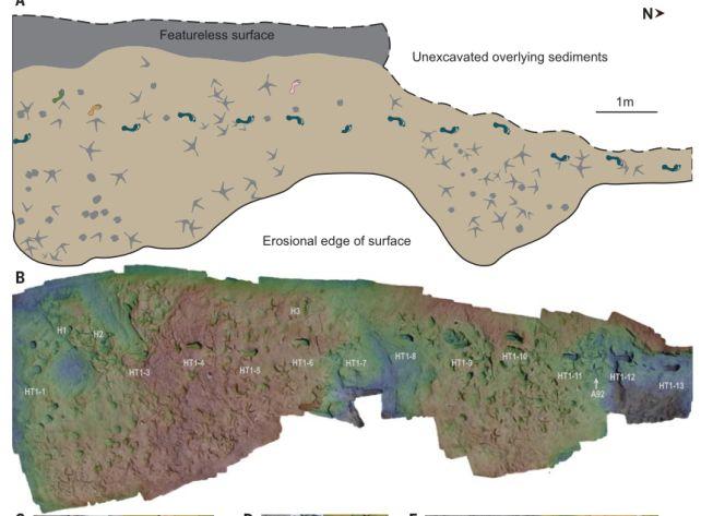 Almeno due specie di antenati umani coesistevano nel bacino del Turkana 1,5 milioni di anni fa