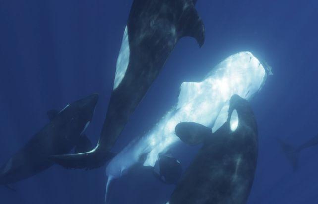 Le orche hanno sviluppato tecniche per cacciare i pesci più grandi nell'oceano