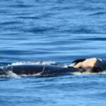 L’orca J35 trasporta il cucciolo deceduto per giorni così come aveva già fatto nel 2018