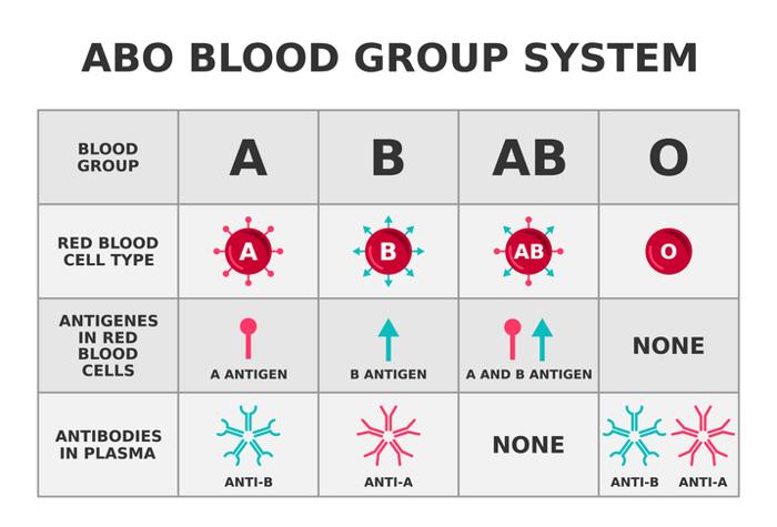 Diagramma che mostra i diversi gruppi sanguigni, gli antigeni sulle cellule del sangue e gli anticorpi nel plasma sanguigno