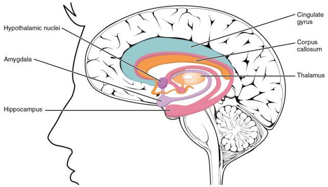 Neuropsicologi spiegano la scienza dietro a Severance di Apple