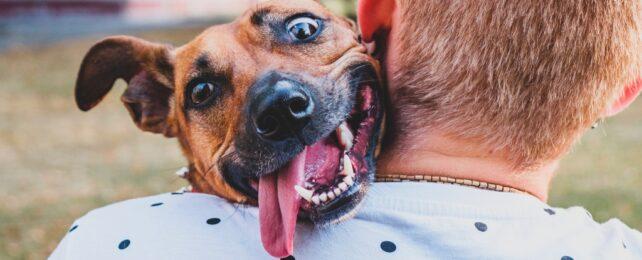 I cani 'percepiscono' i livelli di stress, e questi ambienti contano di più