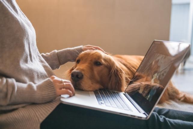 Un cane che appoggia il suo muso su un laptop aperto