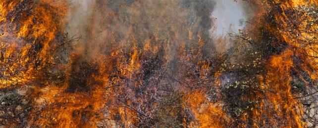 Fiamme vivide e denso fumo catturano un momento di devastazione naturale.