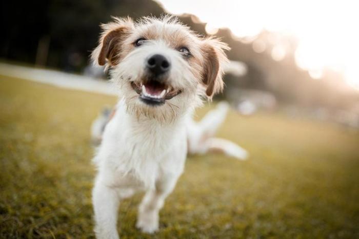 Happy-Dog-Playing-777x518-1-1.jpg