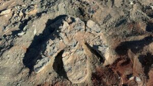 Più grande del T-rex? Le impronte di dinosauro a becco d'anatra più grandi mai scoperte in Mongolia