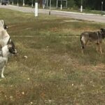 Il Mistero dei Cani di Chornobyl: Mutazioni Genetiche e Sopravvivenza