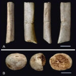 Esperti analizzano fossili umani più antichi del Giappone e fanno una scoperta incredibile