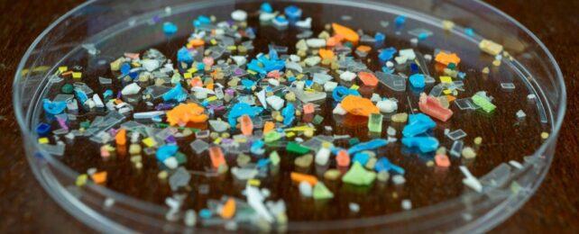 Microplastics Suspected to Cause Fertility, Gut, And Lung Issues, Warns New Review