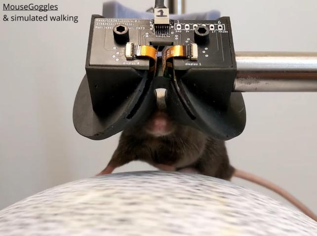 Gli scienziati hanno creato occhiali VR per topi ed è carino come sembra