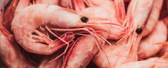 PinkShrimpCloseUp-642x260-1-1.jpg