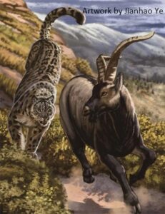 Caccia del Leopardo delle Nevi Portoghese a un Ibex Iberico