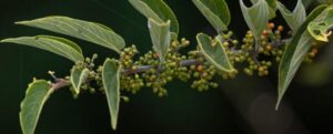 Un tipo di pianta verde fogliosa con bacche verdi che diventano rosse.