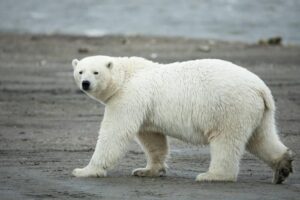 Orso polare che cammina sulla spiaggia al Rifugio Nazionale per la Fauna Selvatica Artica.